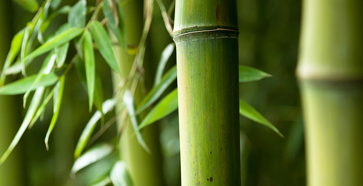 hair drier，bamboo，natural，Art，