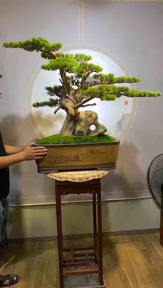 bonsai，Ornaments，Jing pendulum，