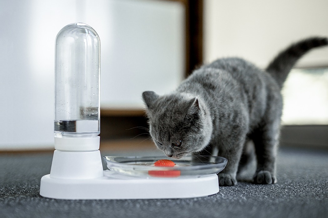 KittySpring，Water dispenser，cat，