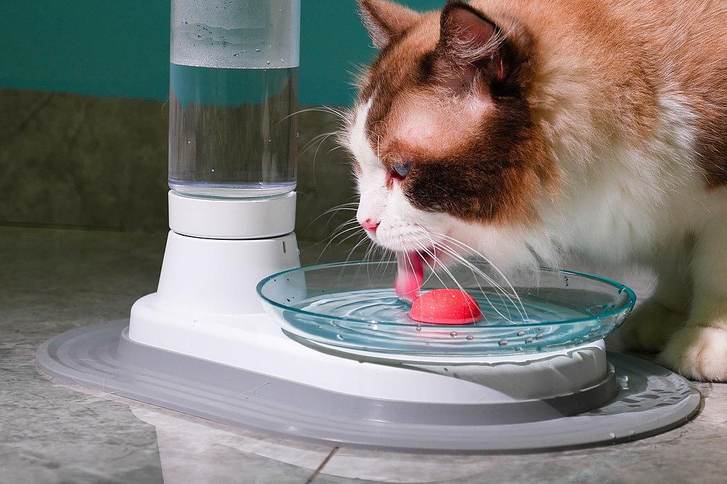 KittySpring，Water dispenser，cat，