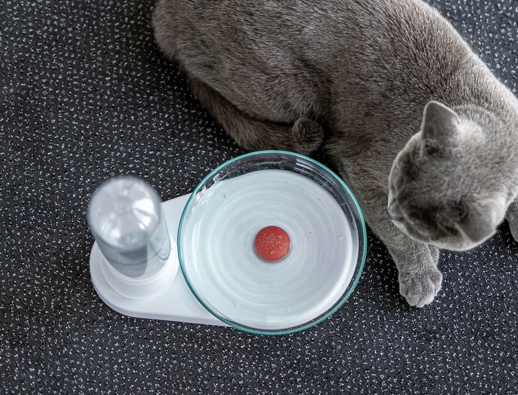 KittySpring，Water dispenser，cat，