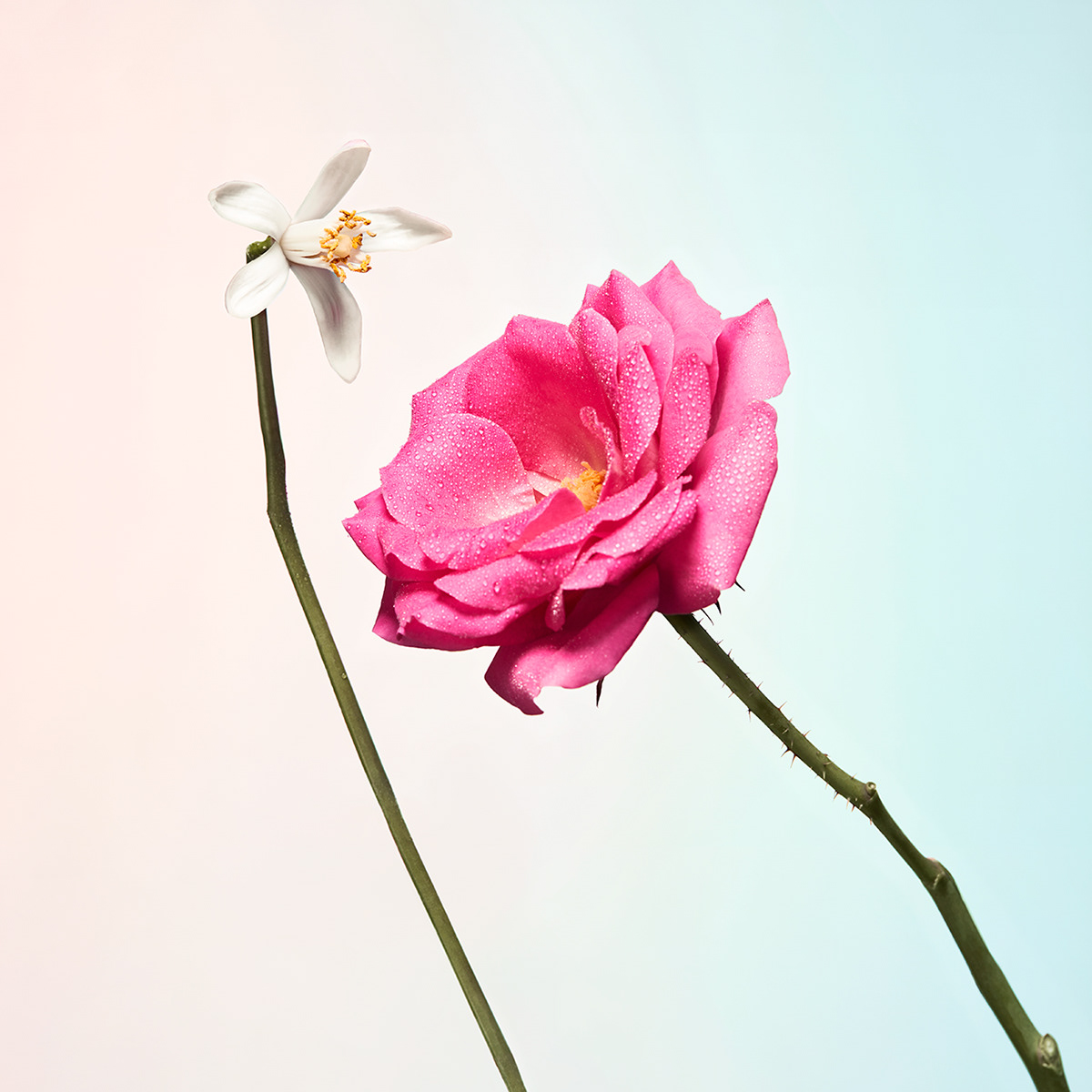 Perfume，Mon Guerlain，Pink，natural，