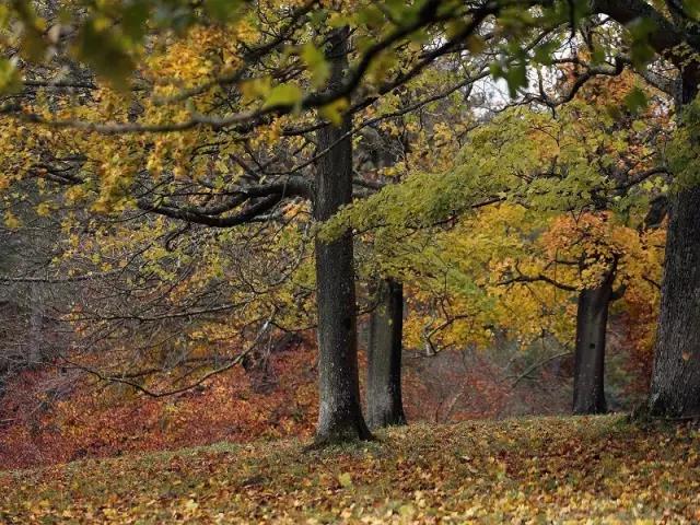 furniture，wood，popularization of science，Design，