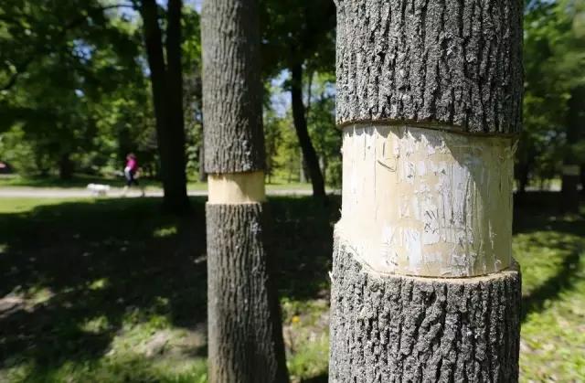 furniture，wood，popularization of science，Design，