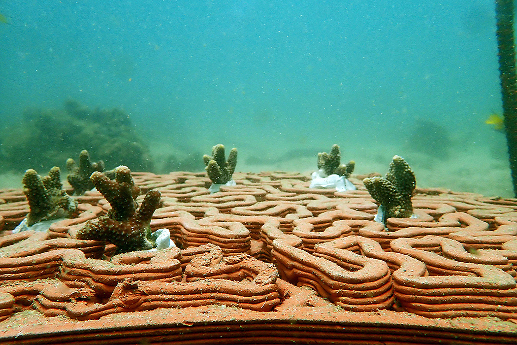 3d打印，陶土瓷砖，人造礁石，海洋生态，珊瑚，