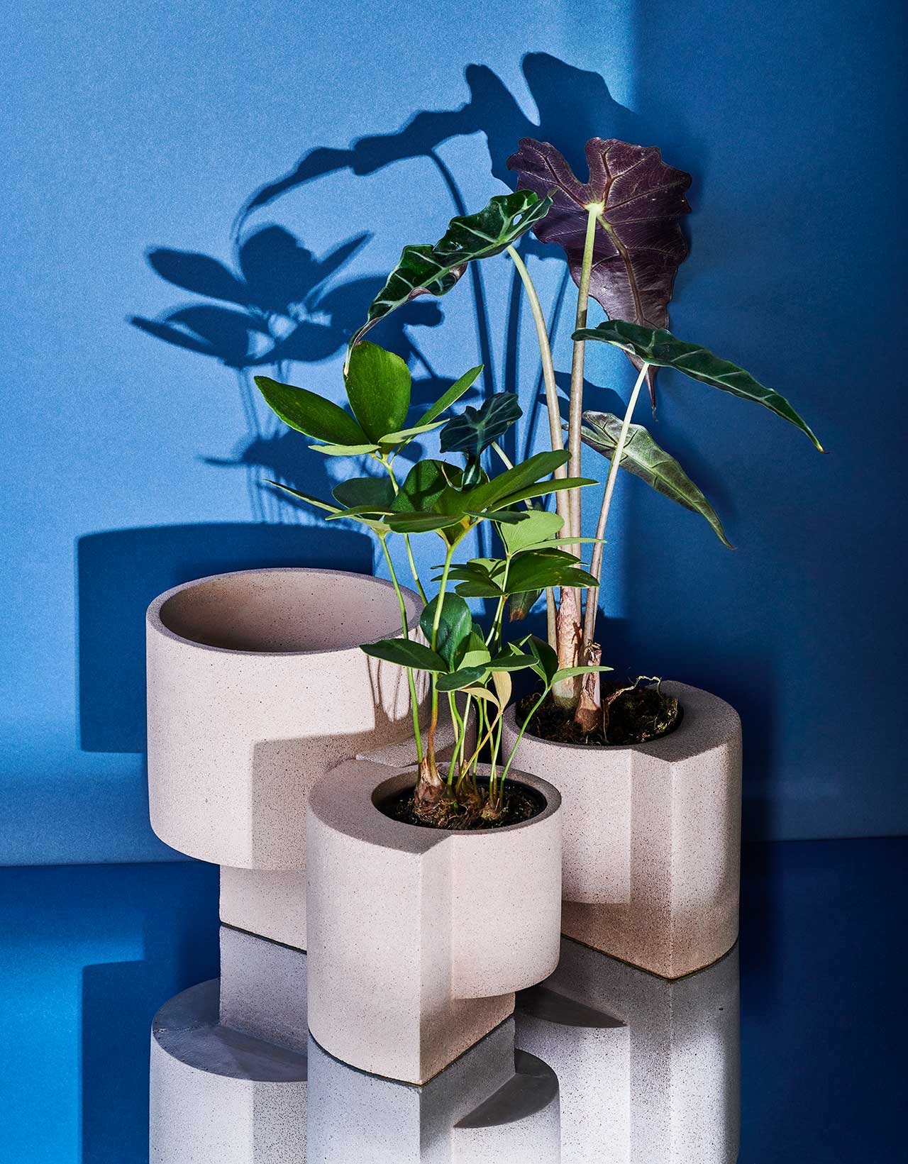 gardening，Flowerpot，plant，ocean，