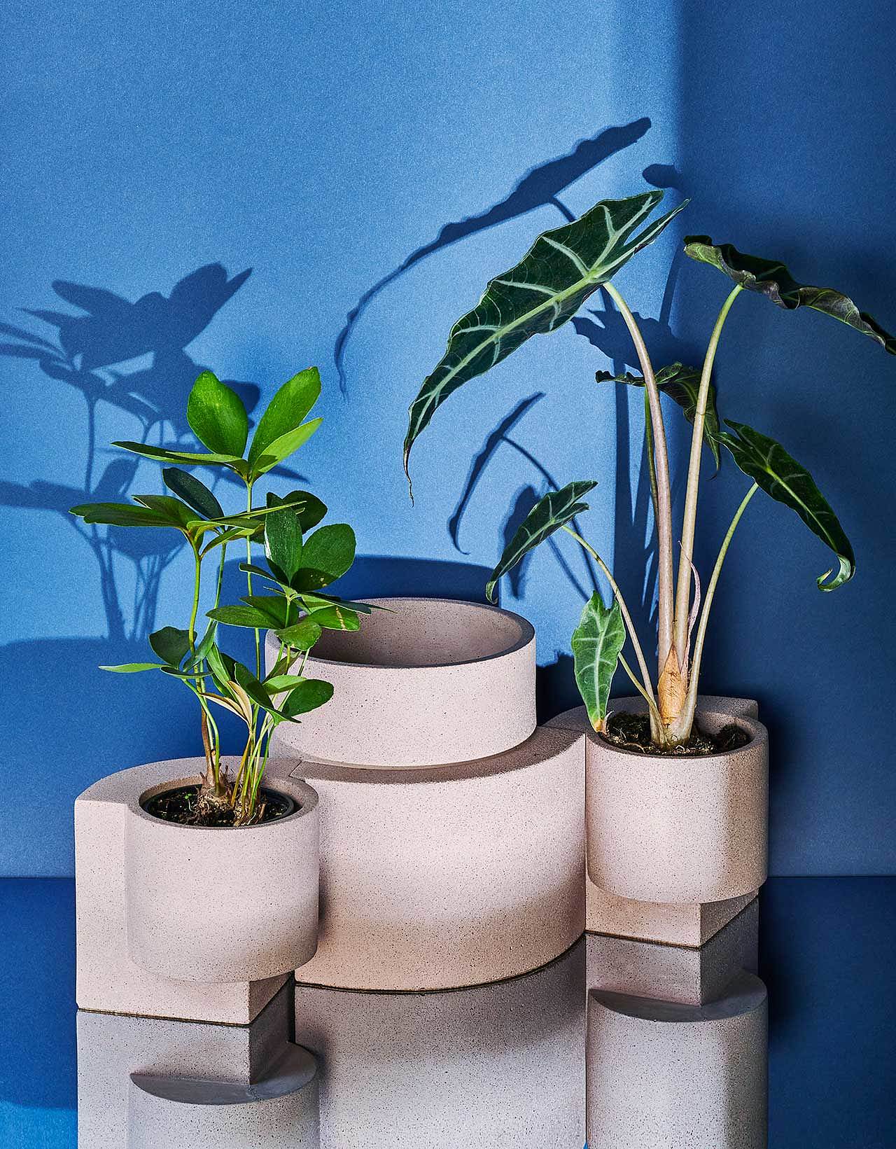 gardening，Flowerpot，plant，ocean，