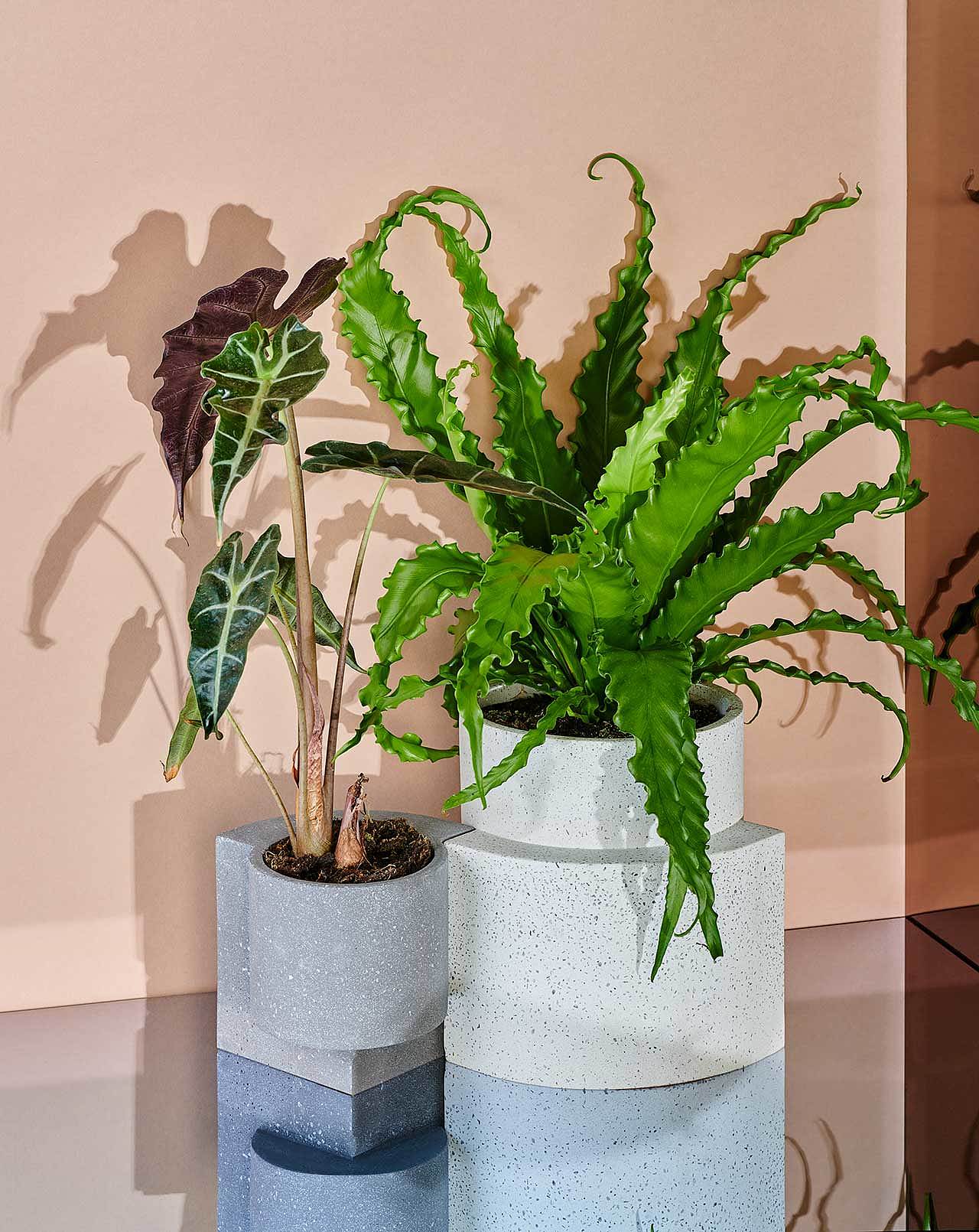 gardening，Flowerpot，plant，ocean，