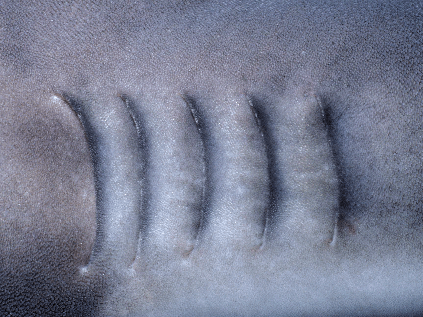 Glass，flower receptacle，product design，