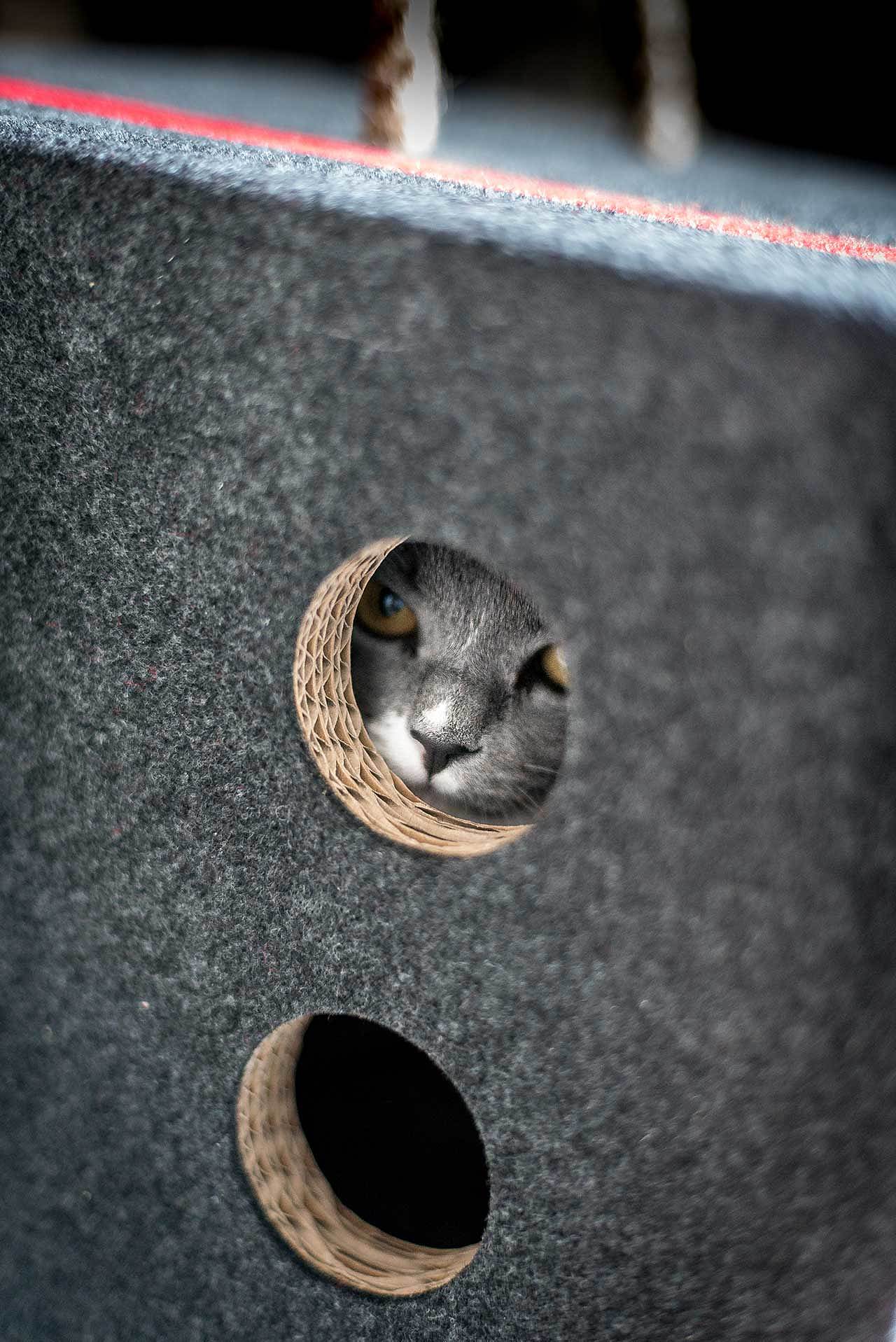 cat，Cardboard，Cat house，felt，