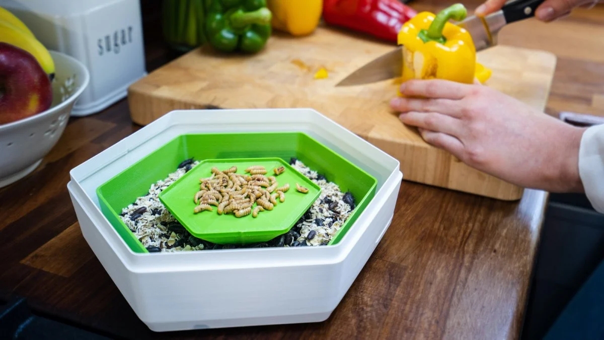 protein，insect，convenient，sustainable development，