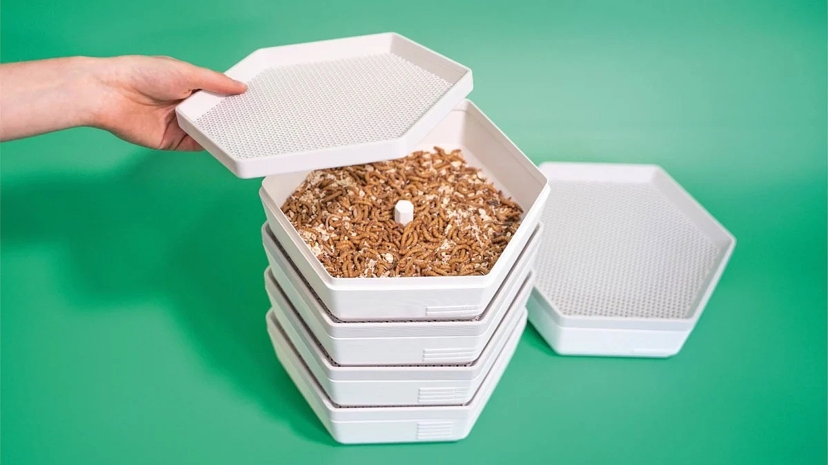 protein，insect，convenient，sustainable development，