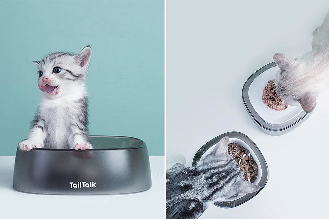 Pet bowl，cat，clean，hygiene，