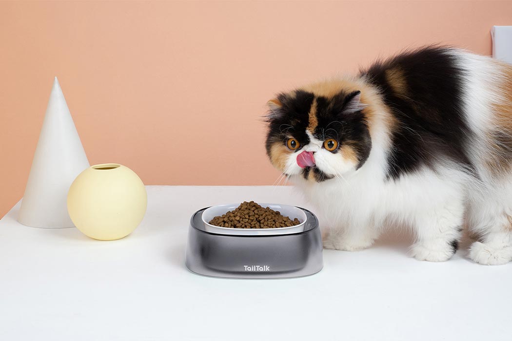 Pet bowl，cat，clean，hygiene，