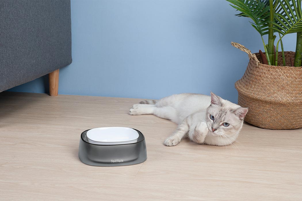 Pet bowl，cat，clean，hygiene，