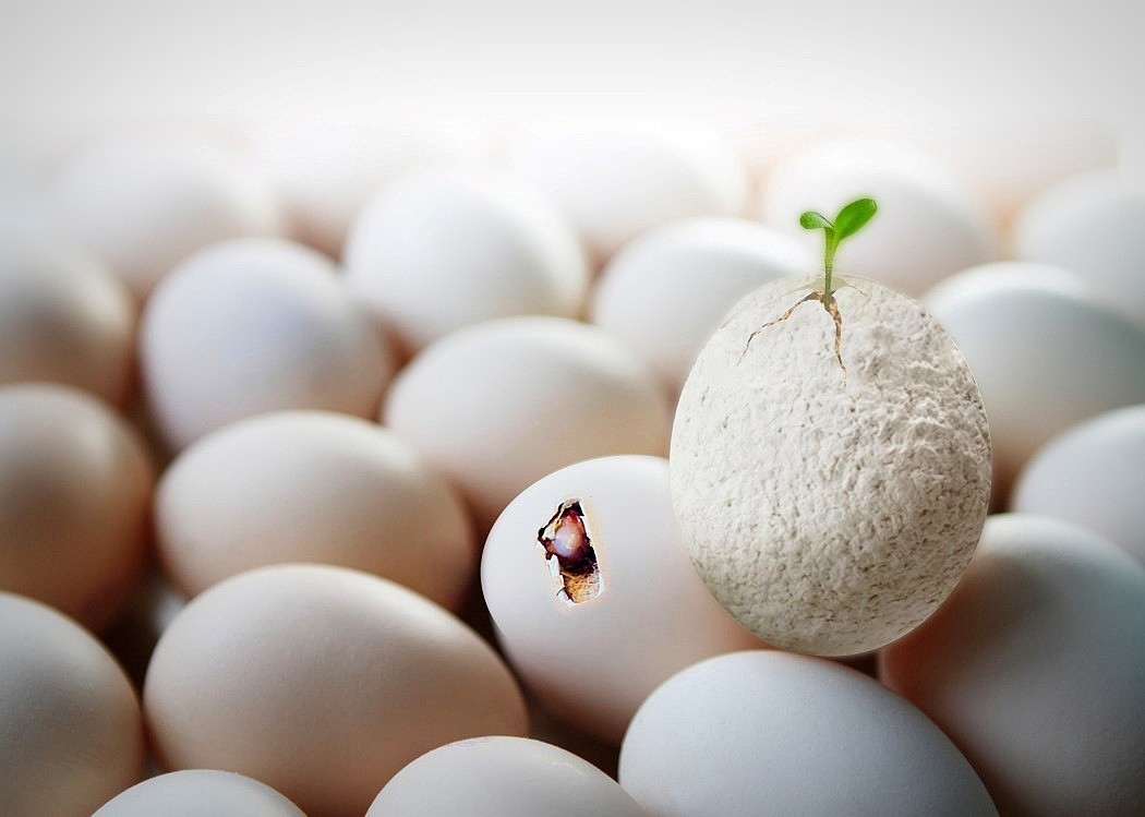 product design，industrial design，Pets，Botany，originality，