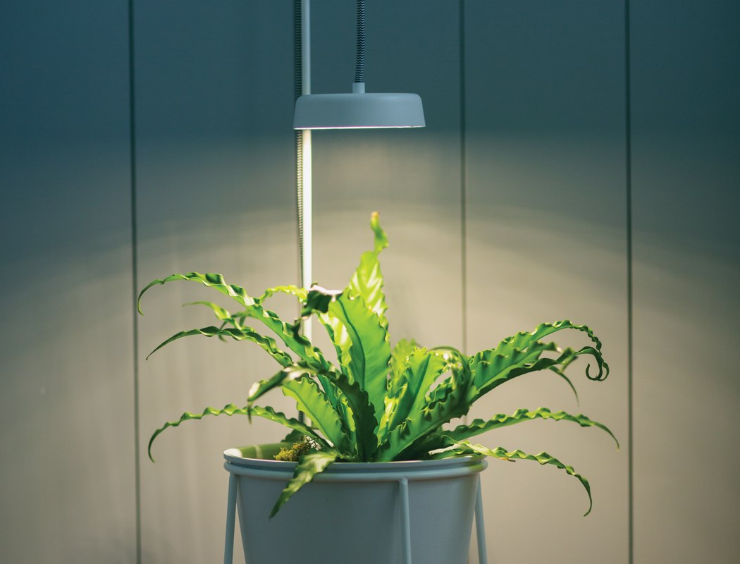 seeder，lamp，decorate，Minimalism，