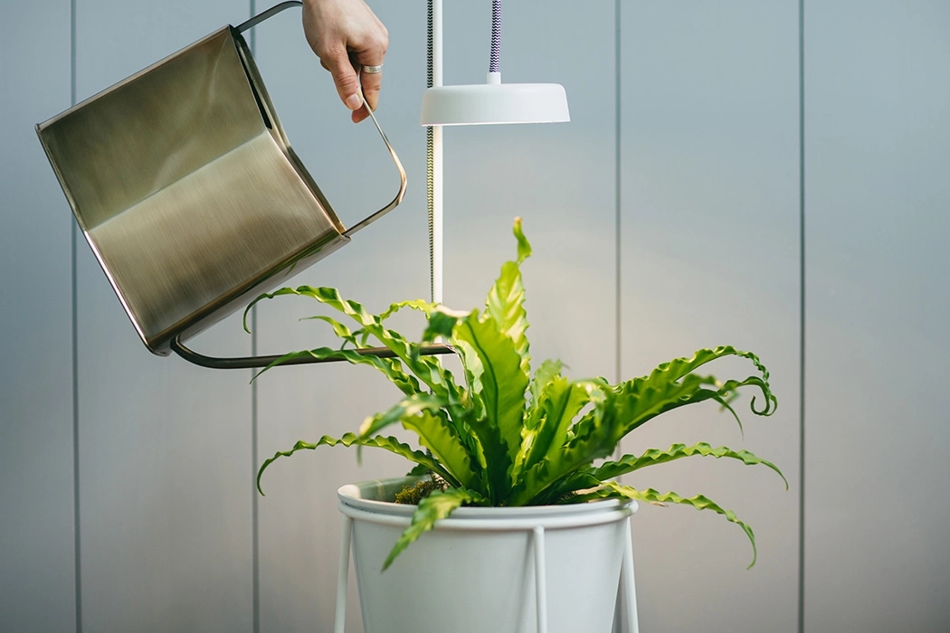 seeder，lamp，decorate，Minimalism，