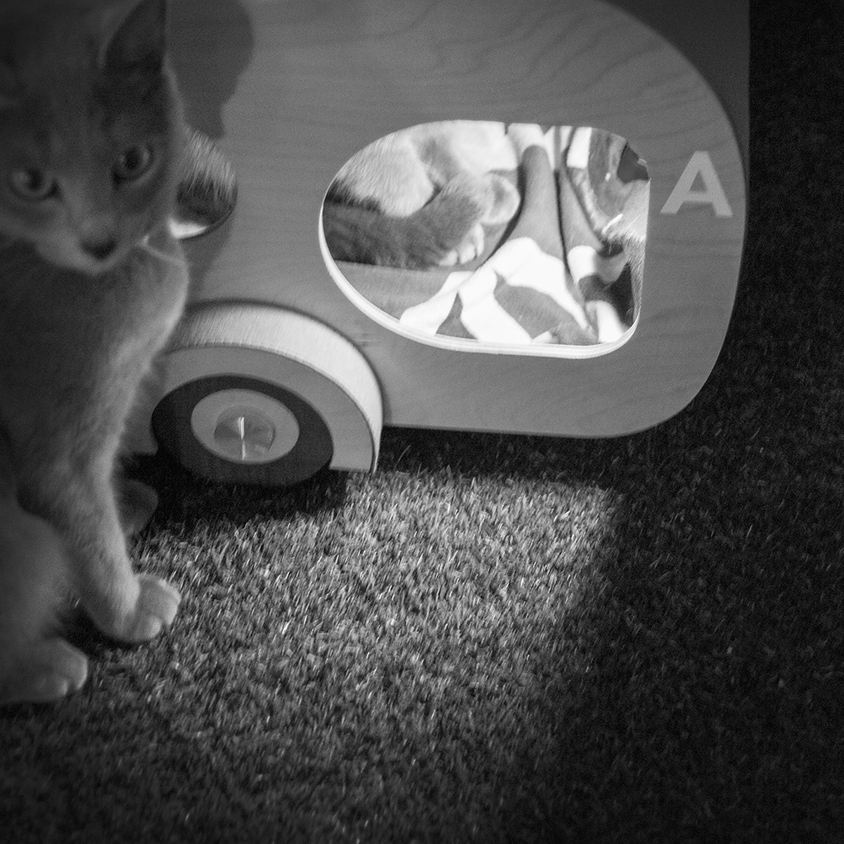 Kitty，home，originality，Design，Pets，