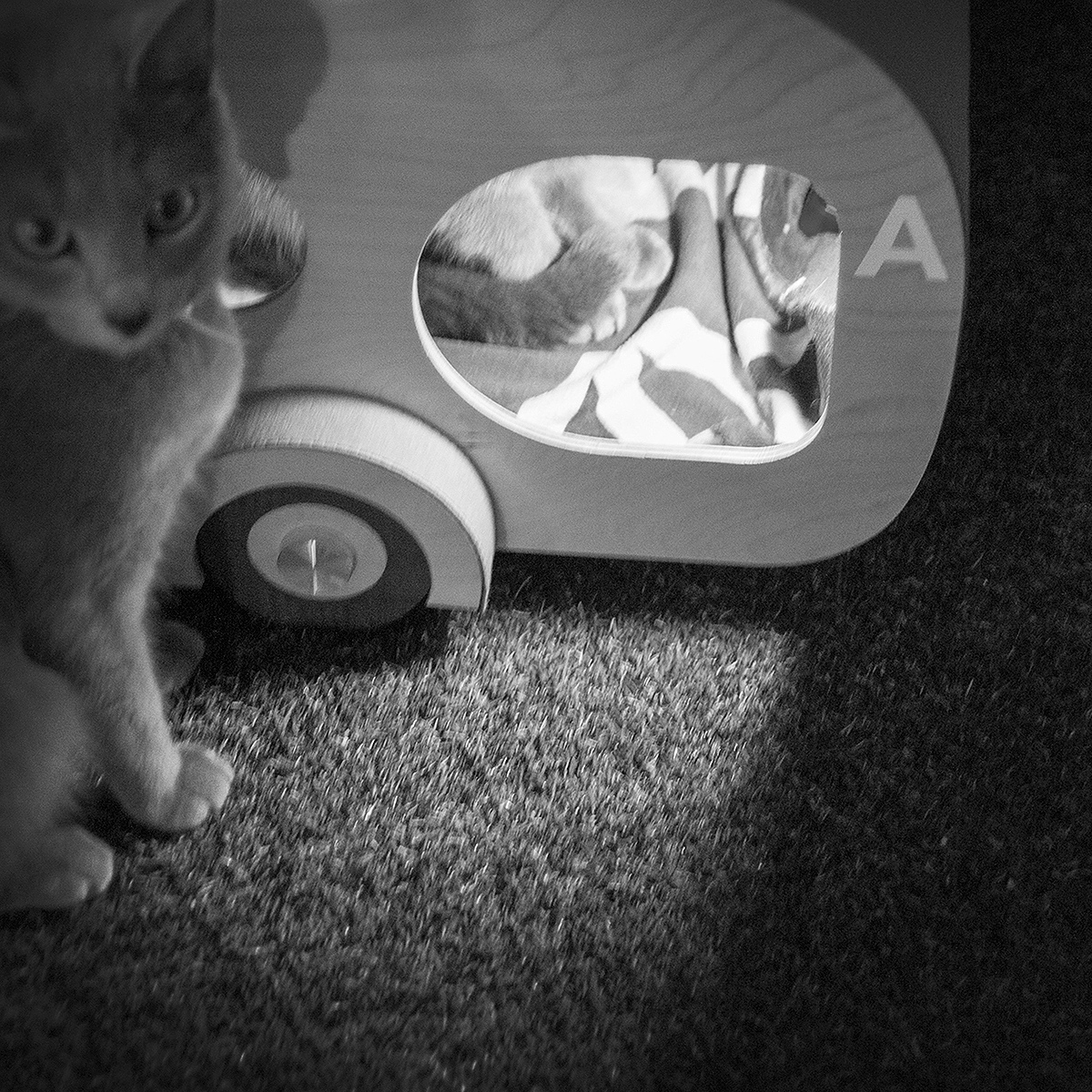 Kitty，home，originality，Design，Pets，