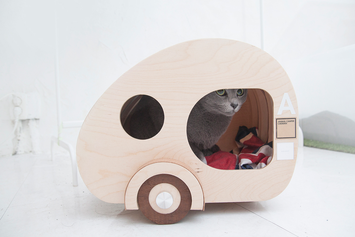 Kitty，home，originality，Design，Pets，