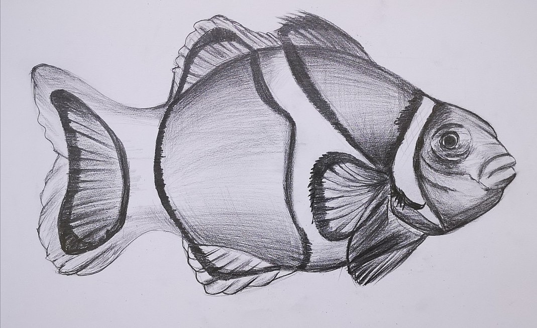 Sketch，