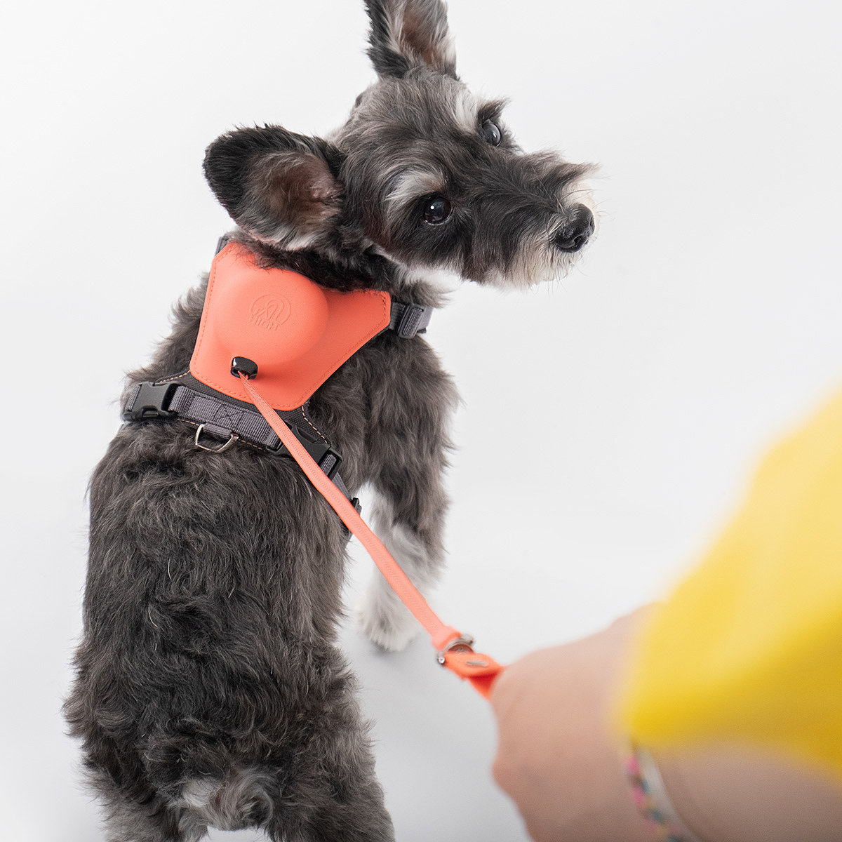 Home，dog，Tether a dog，