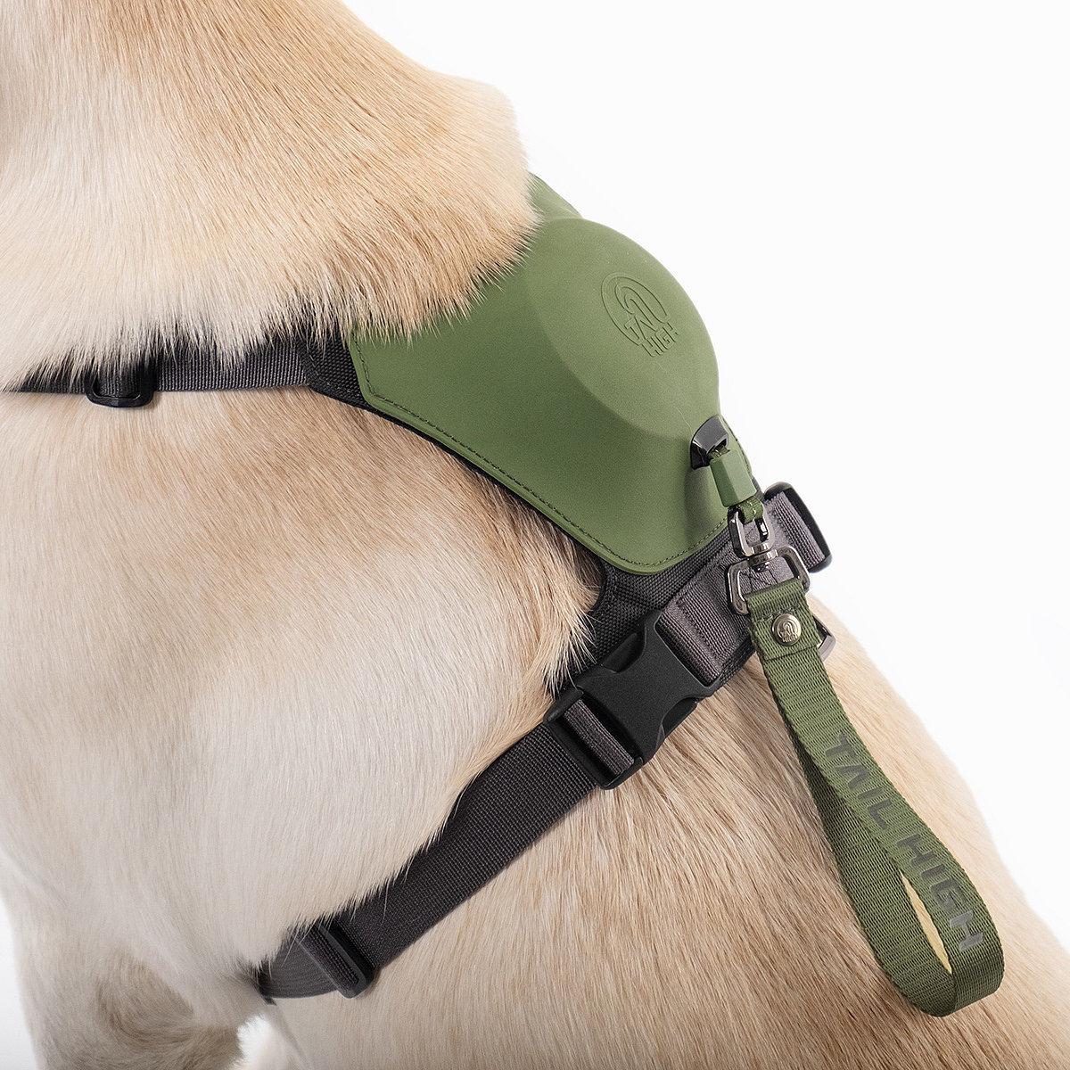 Home，dog，Tether a dog，