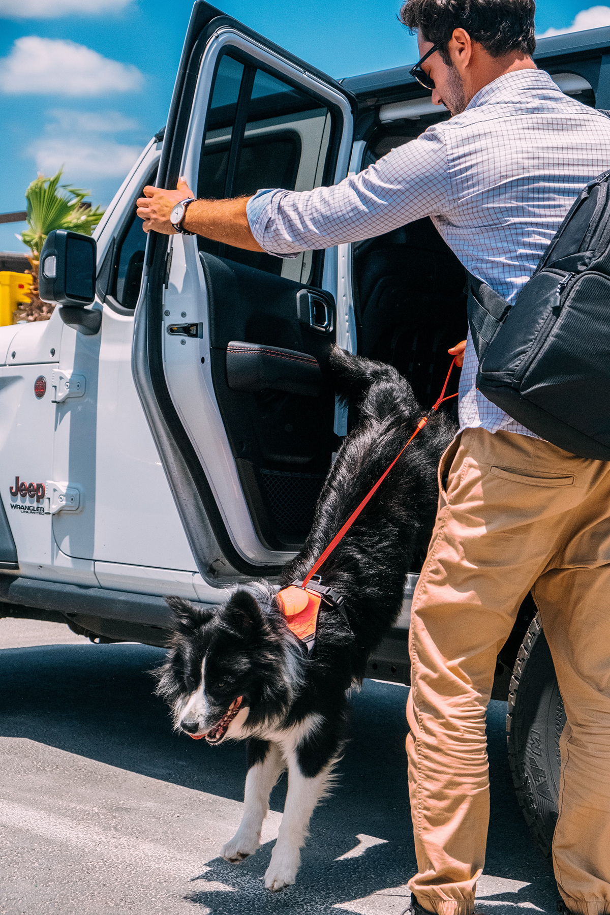 Home，dog，Tether a dog，