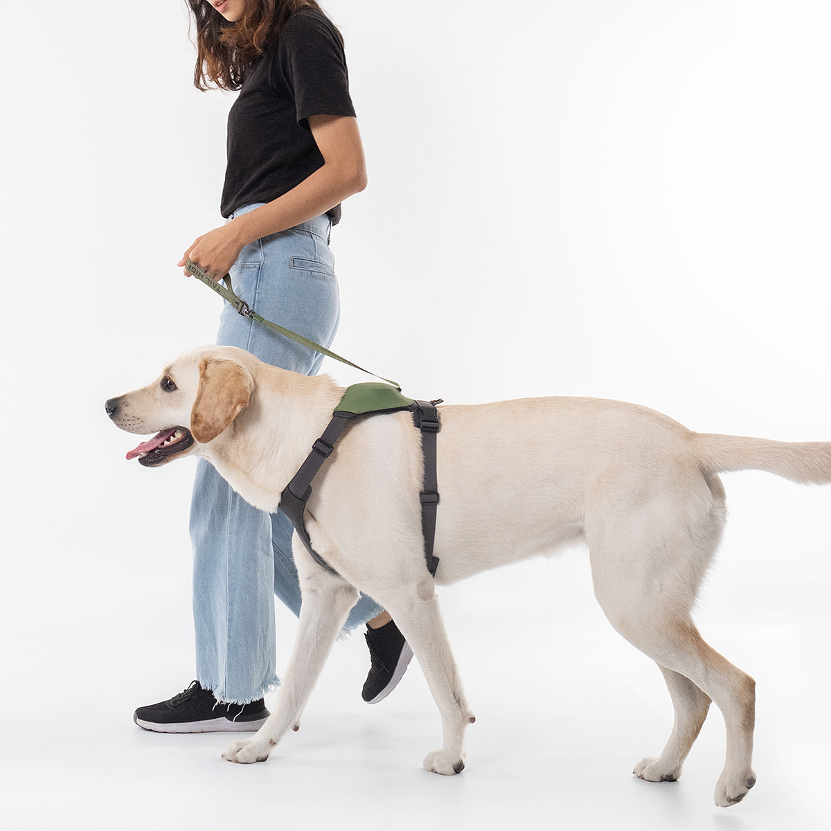 Home，dog，Tether a dog，