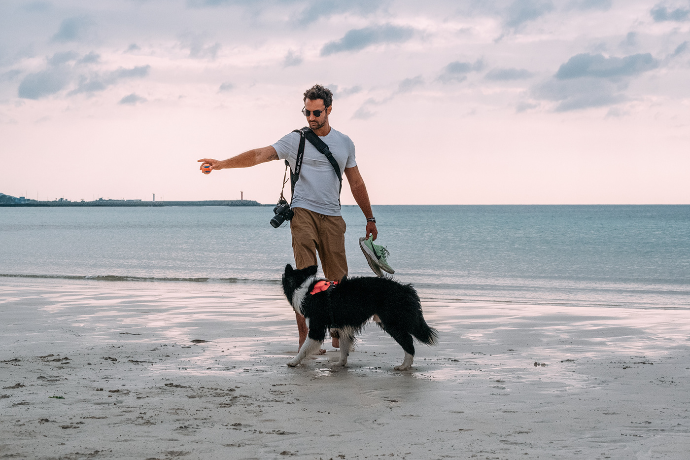 Home，dog，Tether a dog，