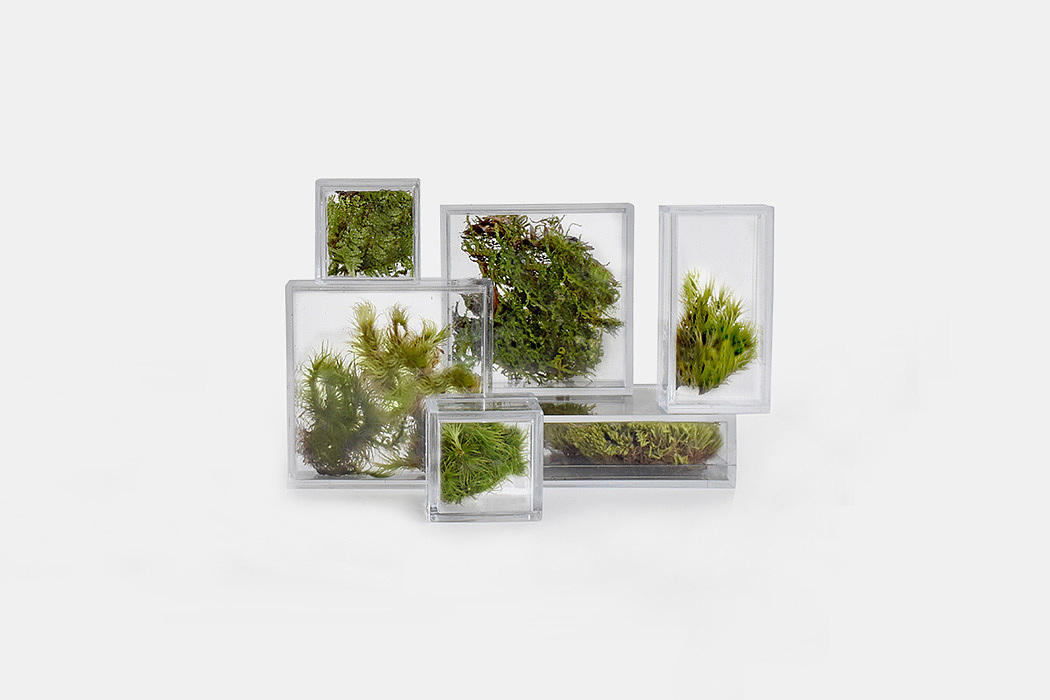 玻璃，植物，温室，绿色，