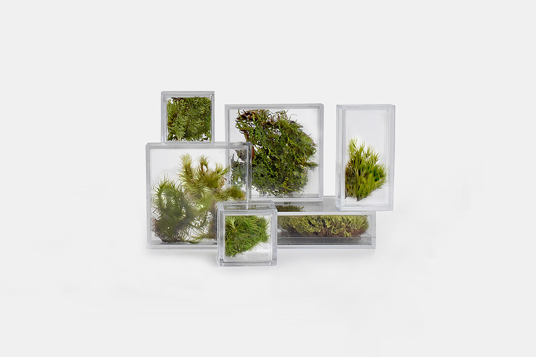 Glass，Botany，greenhouse，green，