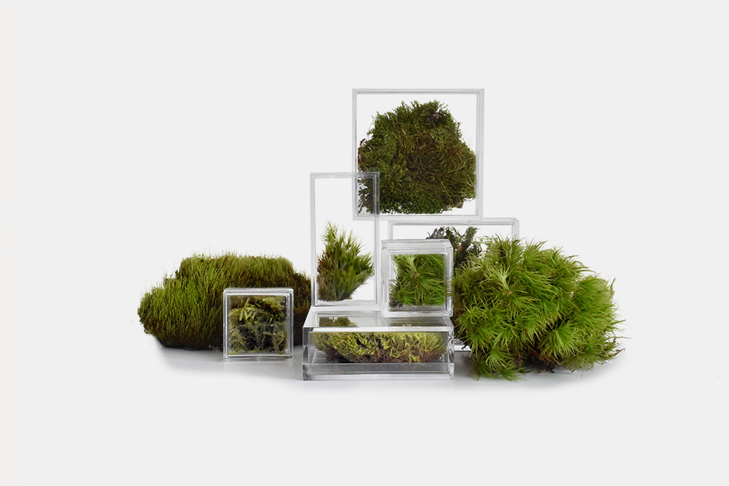 Glass，Botany，greenhouse，green，