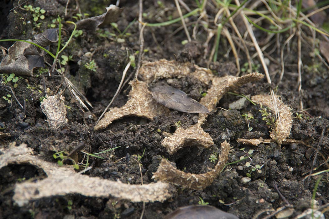 Brewer's grains，Natural adhesive，biodegradation，