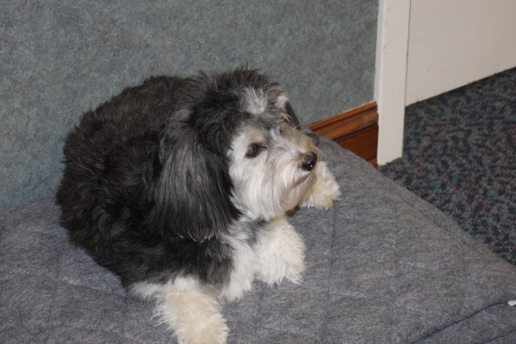 kennel，originality，Design，Pets，tool，