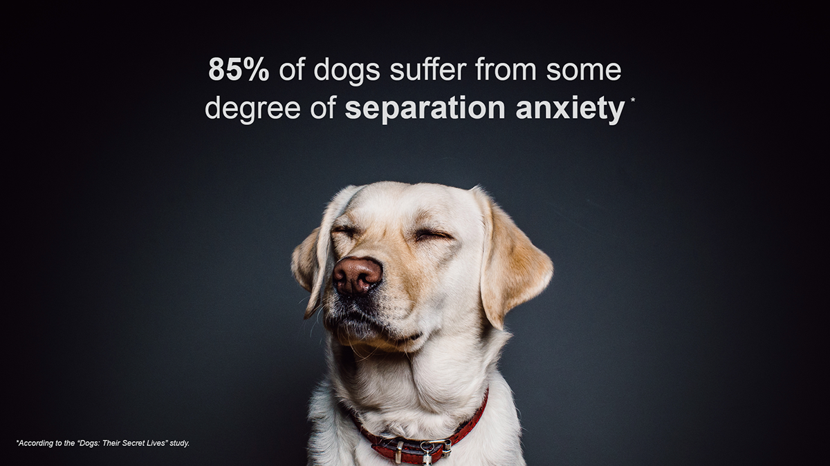 Intelligent device for dog，