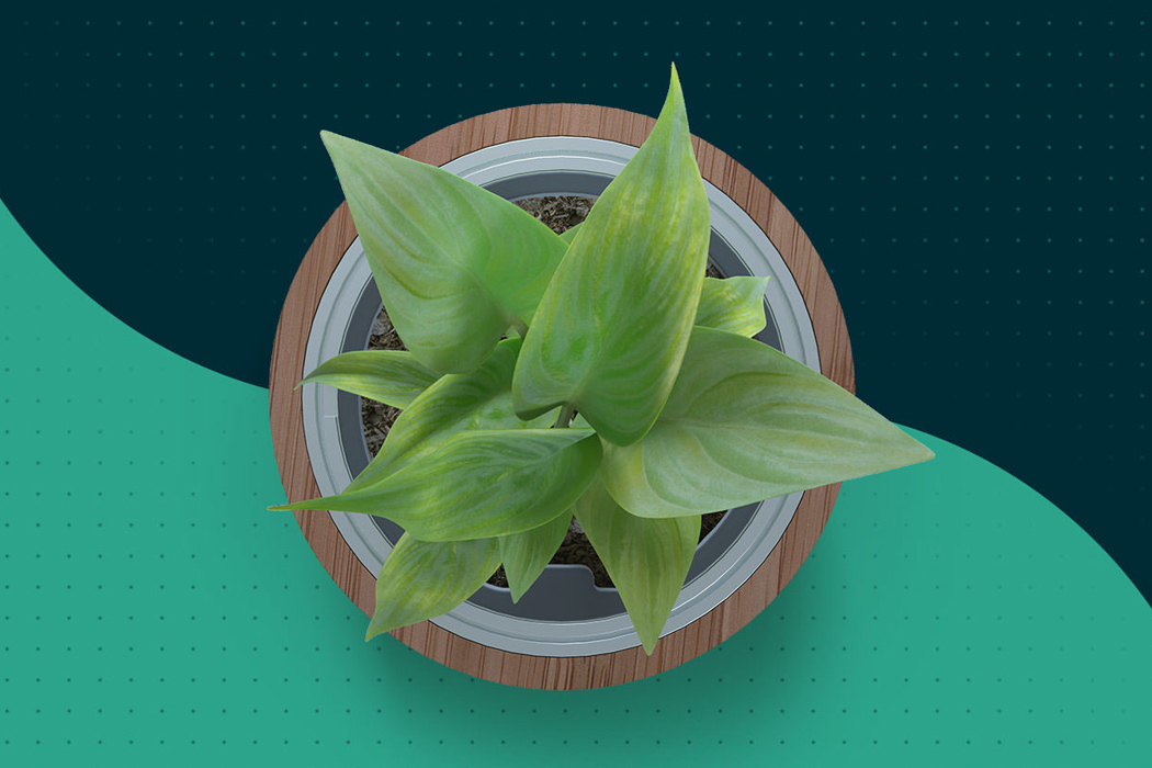 real，Plant lamp，originality，Design，intelligence，