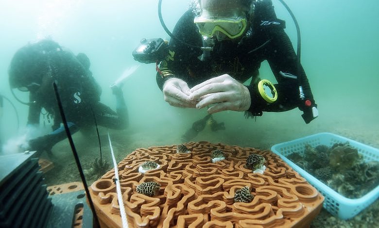 3d打印，海洋，珊瑚，生物多样性，