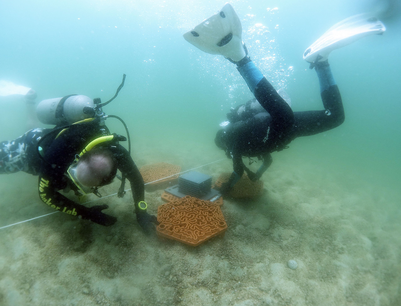3D printing，ocean，Coral，bio-diversity，