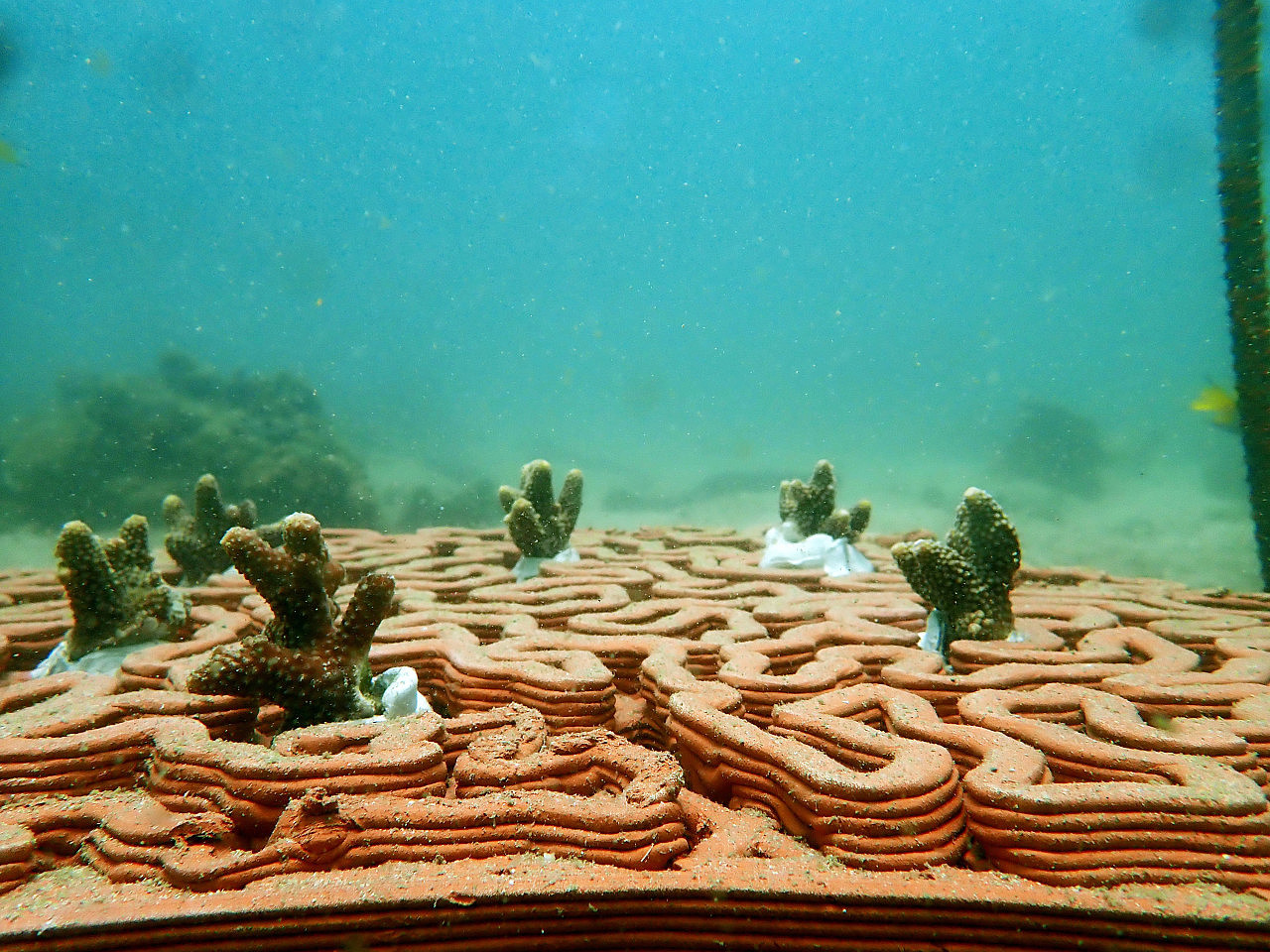 3D printing，ocean，Coral，bio-diversity，