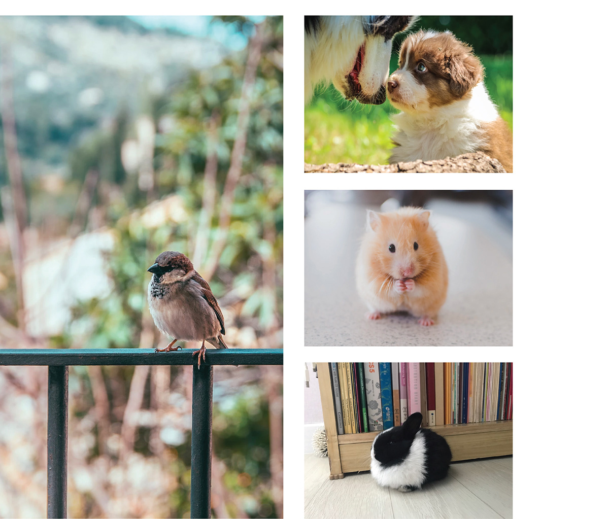 Minimal Pets，Table accessories，animal，