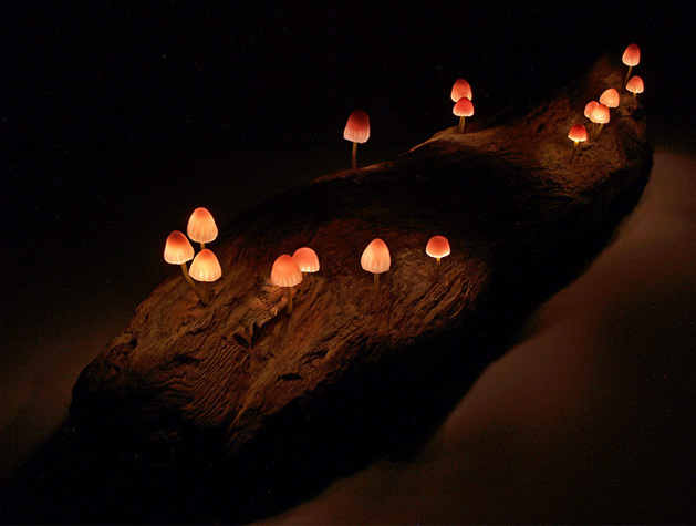 lovely，Mushroom，lamp，originality，Design，