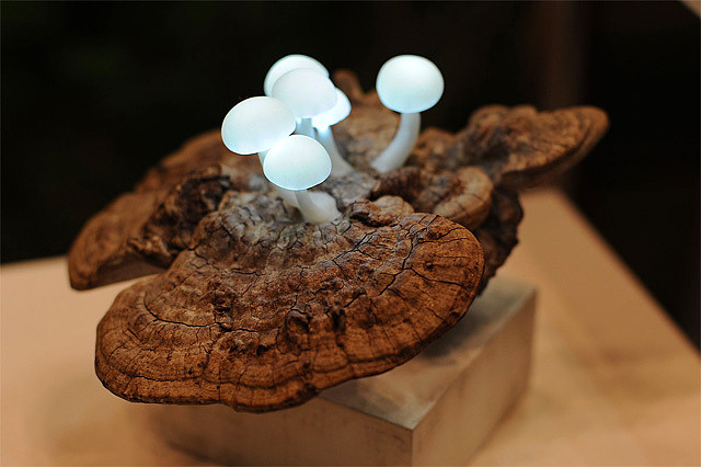 lovely，Mushroom，lamp，originality，Design，