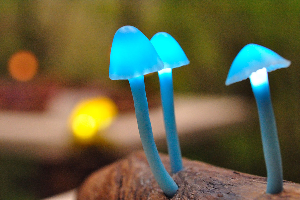 lovely，Mushroom，lamp，originality，Design，