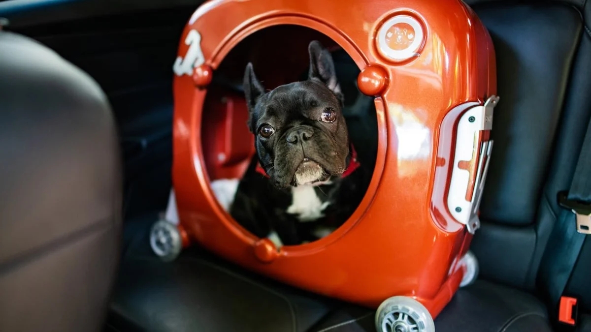 Pets，knapsack，testing，intelligence，