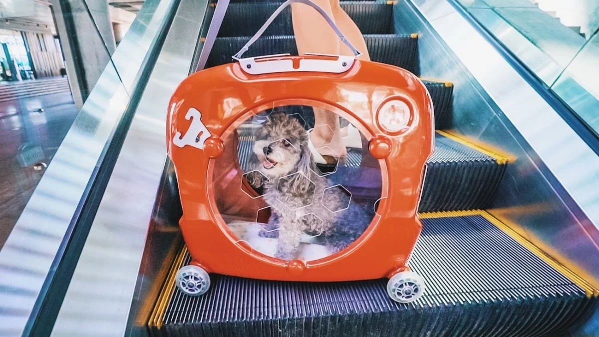 Pets，knapsack，testing，intelligence，