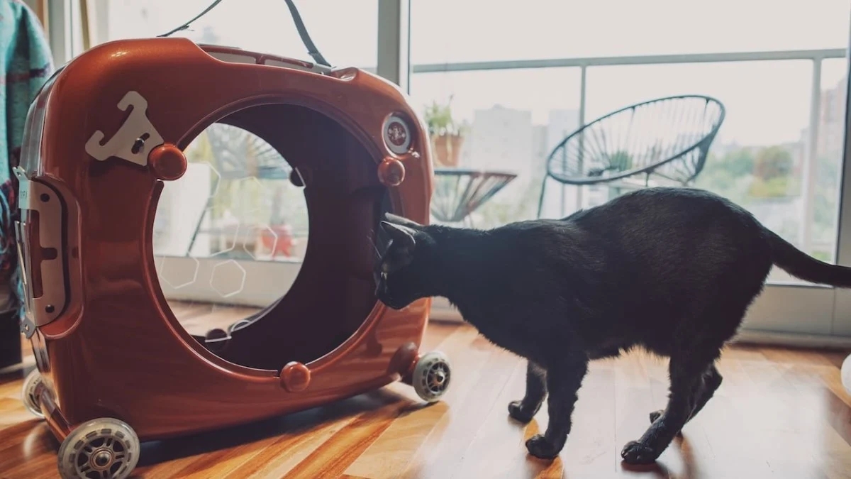 Pets，knapsack，testing，intelligence，