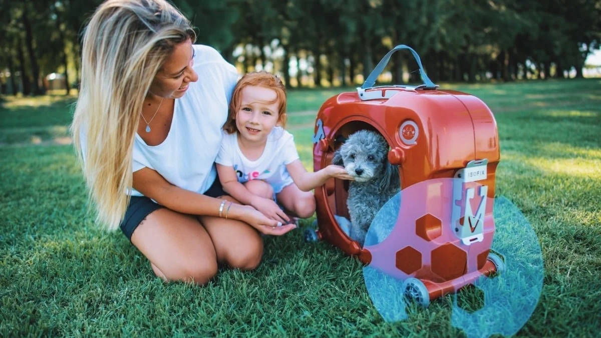 Pets，knapsack，testing，intelligence，