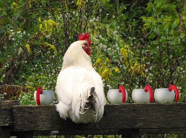 lovely，cock，teapot，teacup，Design，